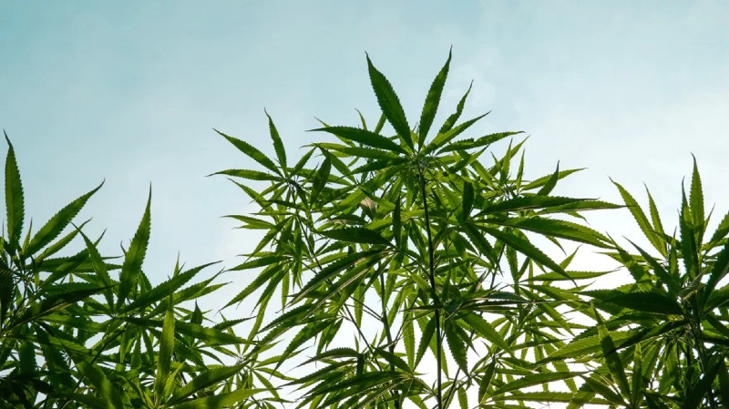 How to Nurture Female Cannabis Plants?