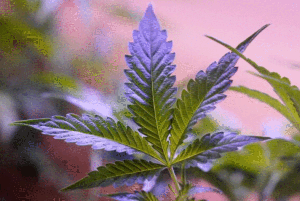 Discover a Fresh Way to Unwind With THCA Flower