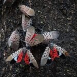 A close-up of Spotted Lanternflies on a tree bark