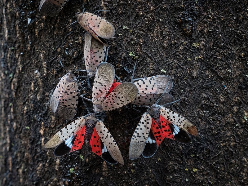 A close-up of Spotted Lanternflies on a tree bark